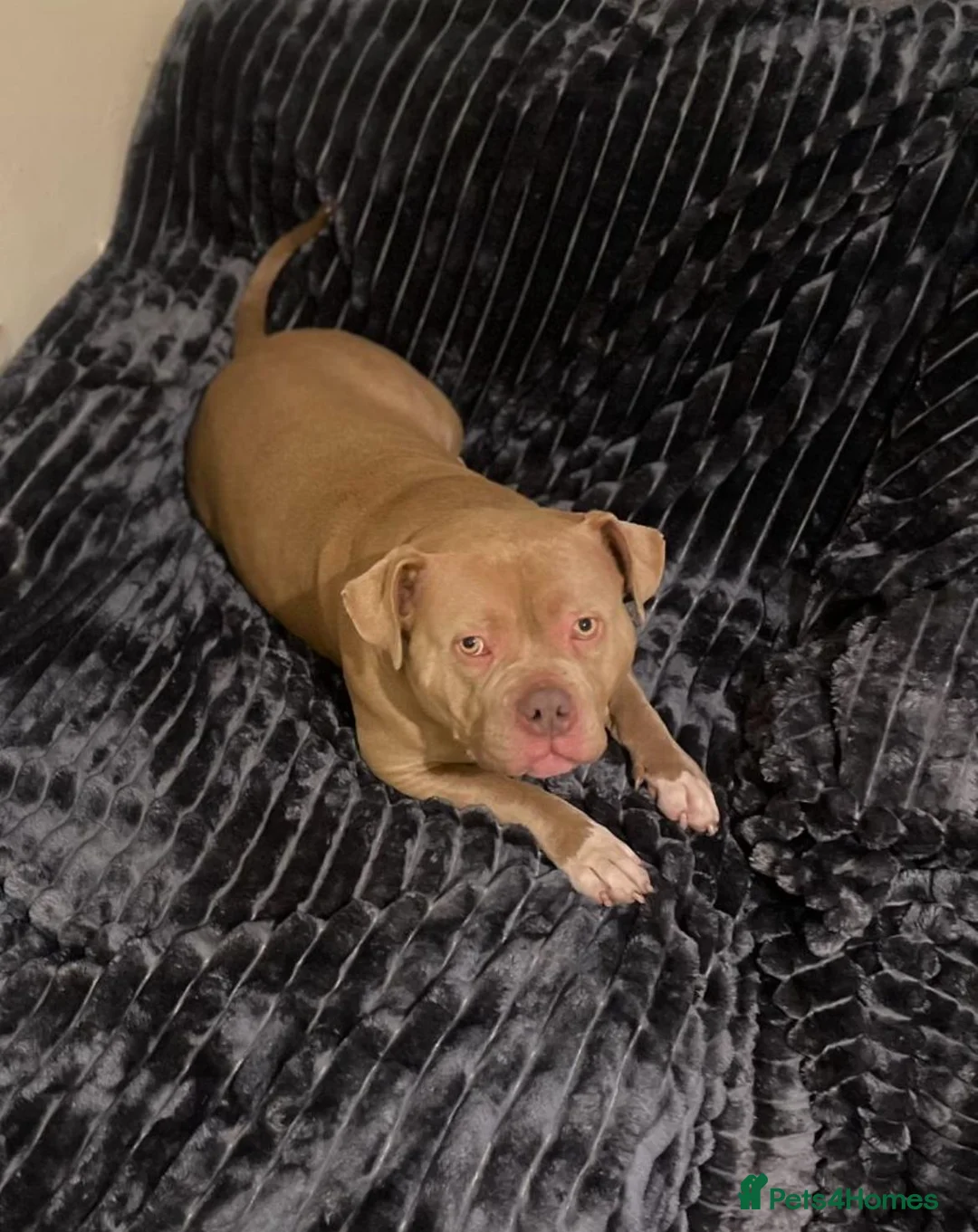 American Bully dogs for sale: Pocket bully female for sale  - Advert 3