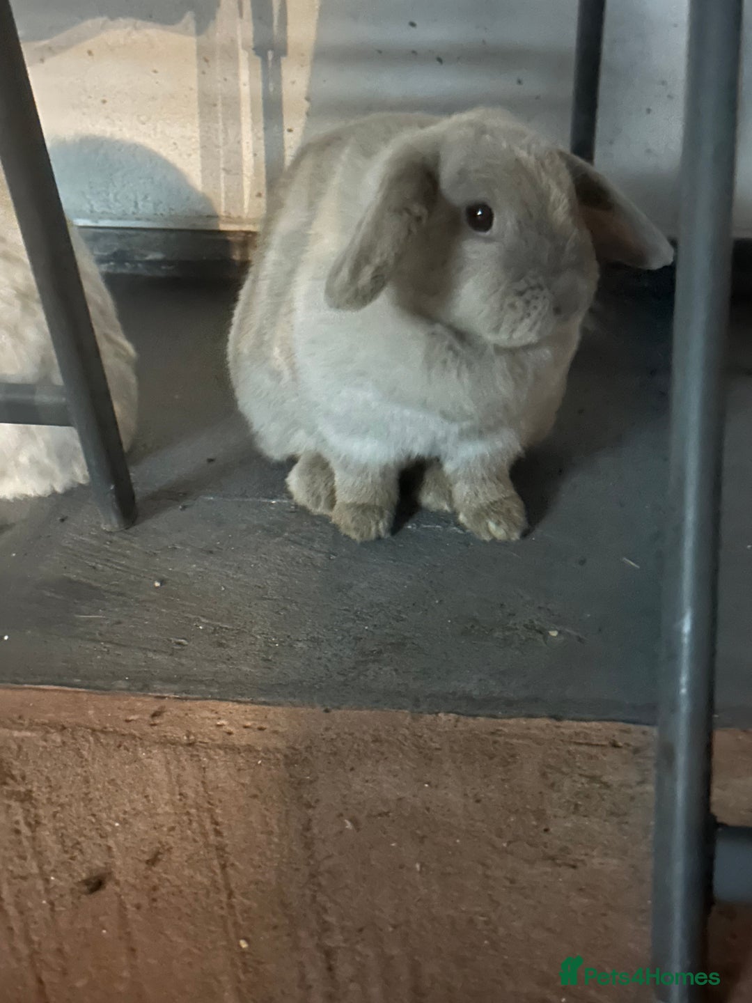 Mini Lop rabbits for sale: Bonded pair of rabbits - NEUTERED MALE  - Image 5