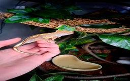 Gecko reptiles for sale: Crested Gecko  - Advert 1