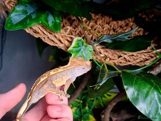 Gecko reptiles Crested Gecko - Advert 1