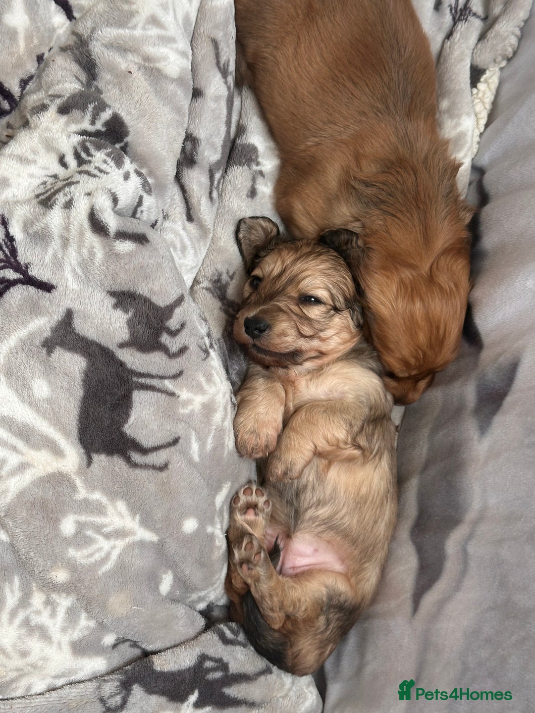 Miniature Dachshund dogs for sale: Beautiful KC reg Miniature Dachshund Bubbies - Image 7