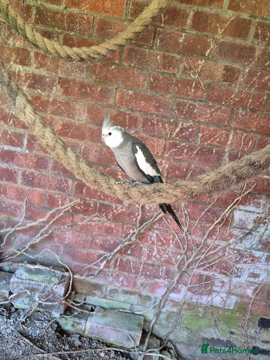 Cockatiels birds for sale: Cockatiels and budgie for sale - Advert 4