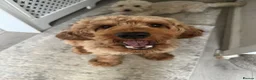 Cockapoo dogs for stud: F1 Red cockapoo in Saint Helens - Advert 4