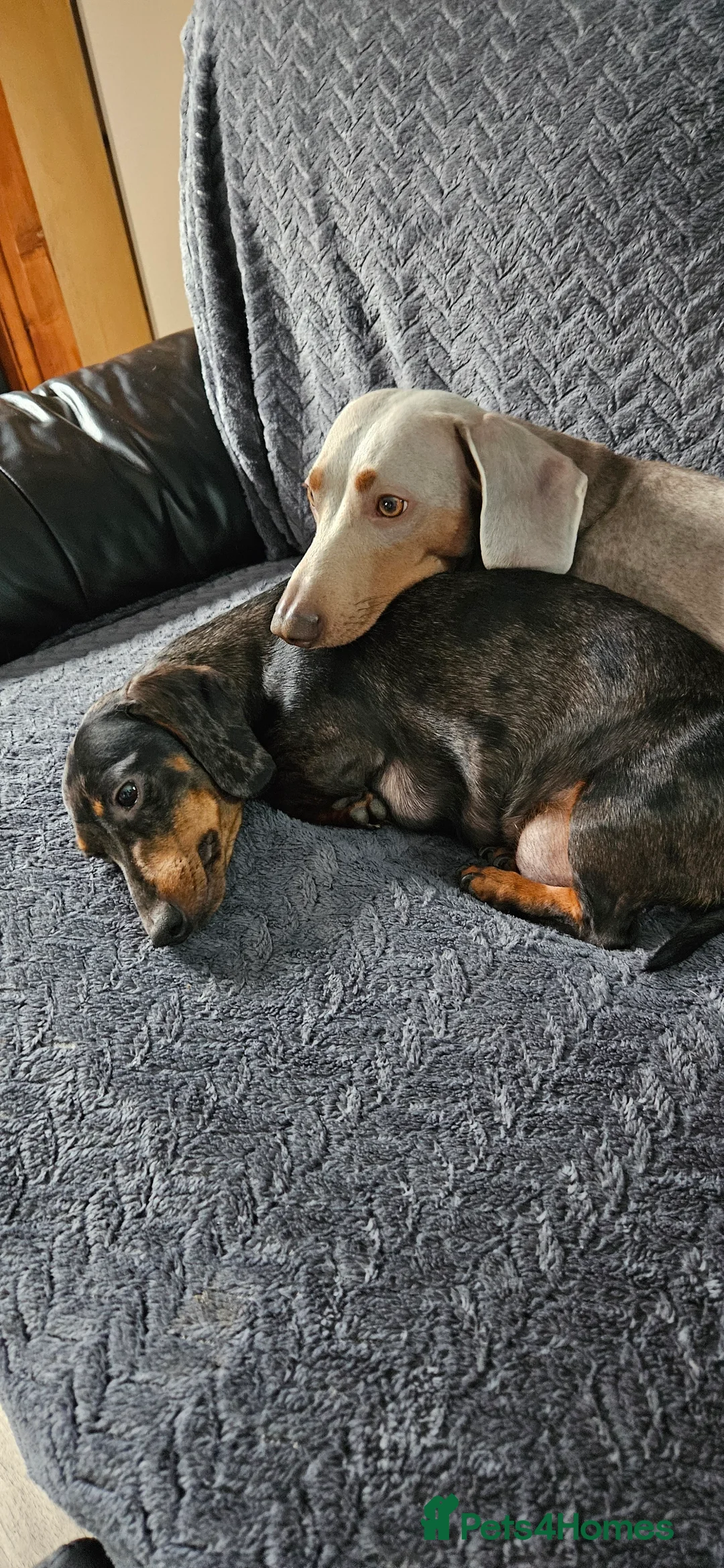 Miniature Dachshund dogs for sale: Our beautiful babies  - Advert 8