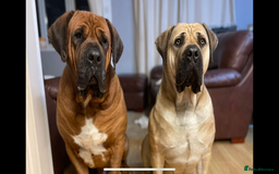 Boerboel dogs for sale: EXCEPTIONAL NABBR REGISTERED PUPPIES!  - Image 29