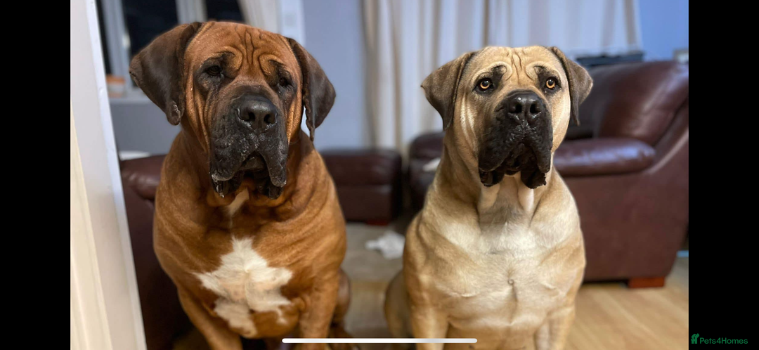 Boerboel dogs for sale: EXCEPTIONAL NABBR REGISTERED PUPPIES!  - Image 29