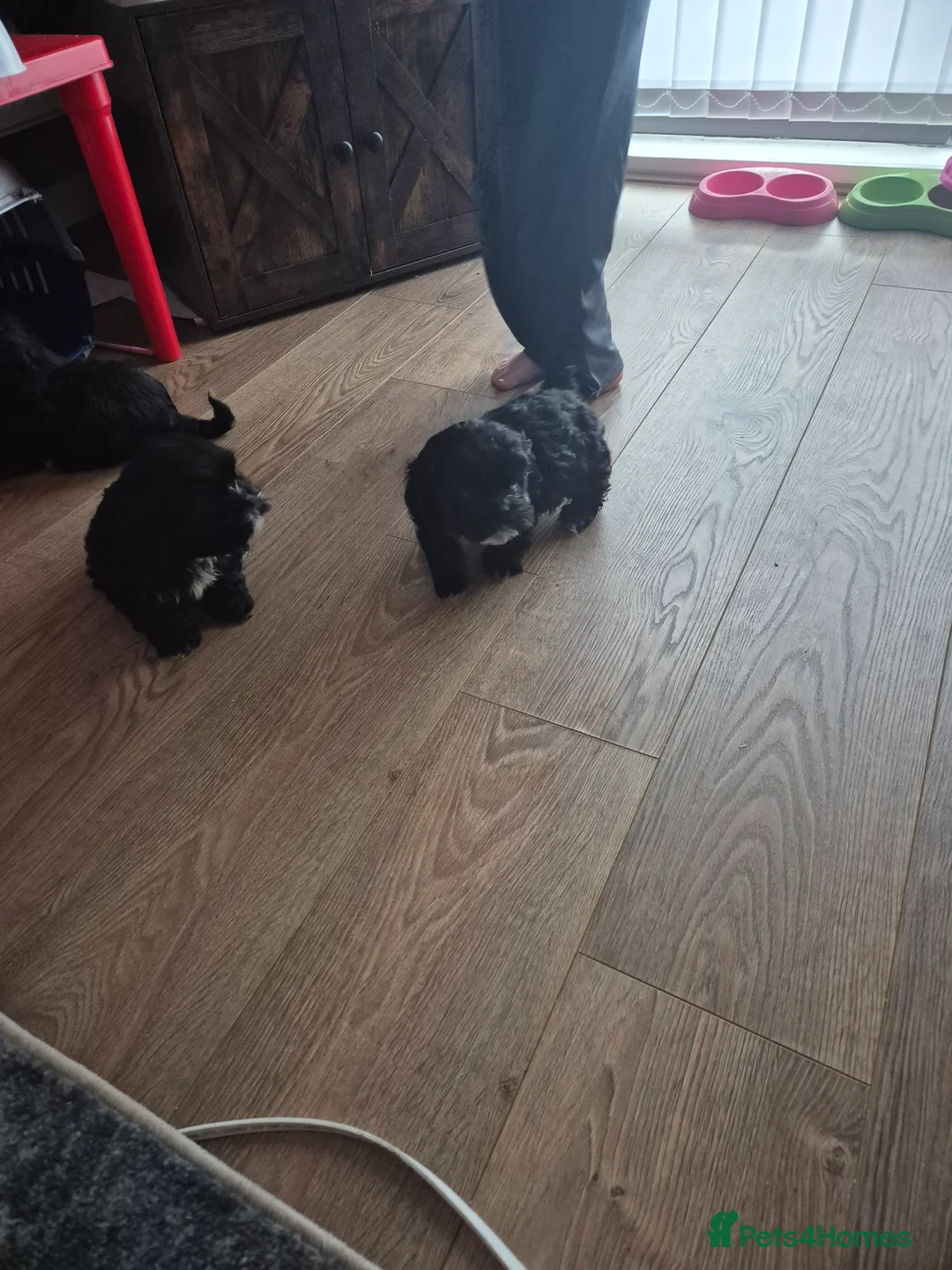 Mixed Breed dogs for sale: £800 Cocker spaniel shihtzu cross puppies  - Advert 7