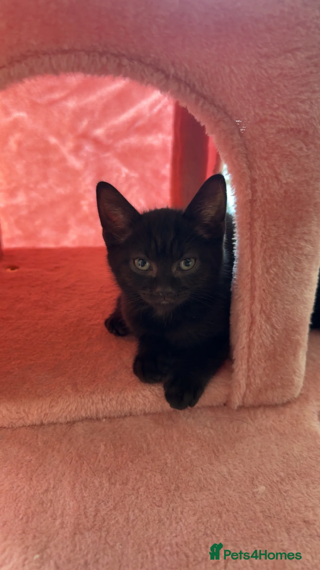 Mixed Breed cats for sale: Kittens  - Advert 2