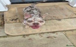 Mixed Breed dogs for sale: Coco - Frenchie x Pocket Bully  - Image 2