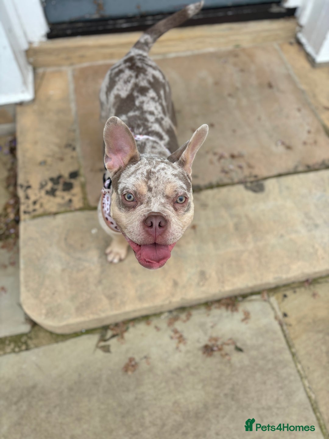 Mixed Breed dogs for sale: Coco - Frenchie x Pocket Bully  - Image 2