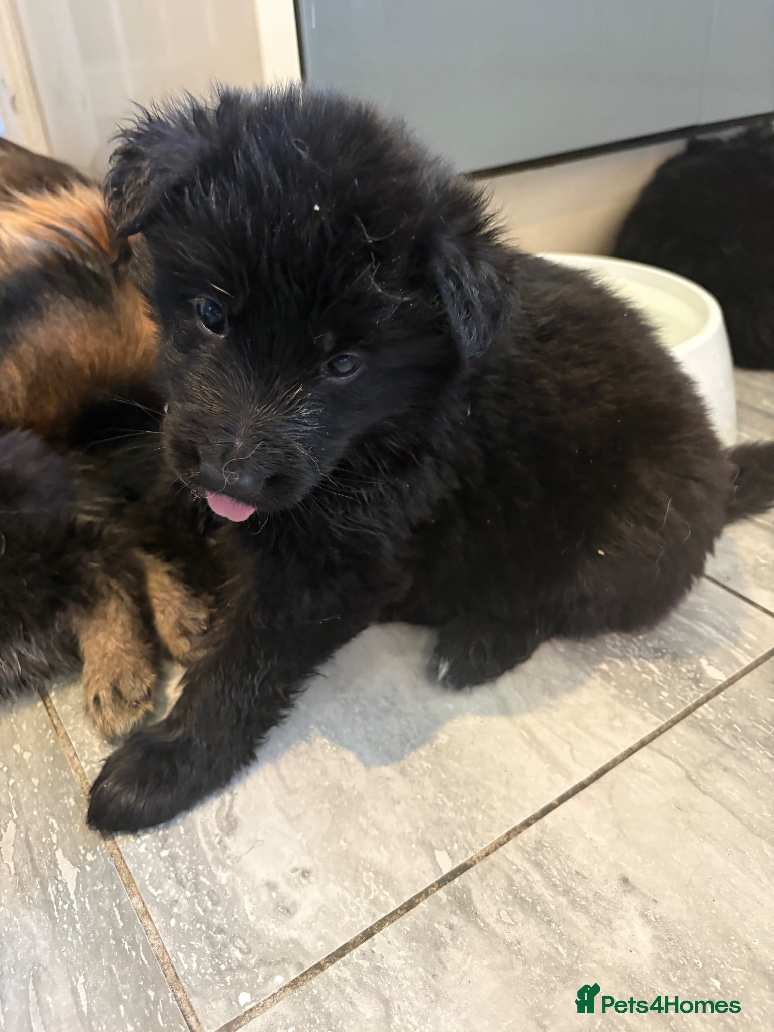 German Shepherd dogs 8 chunky long haired German shepherd puppies - Advert 9