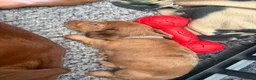 Miniature Dachshund dogs for sale: Long haired miniature dachshunds  in Liverpool - Advert 31