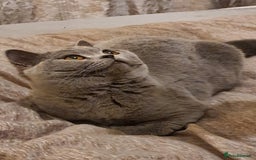 British Shorthair cats for sale: Gorgeous blue girl - rare opportunity - Image 1