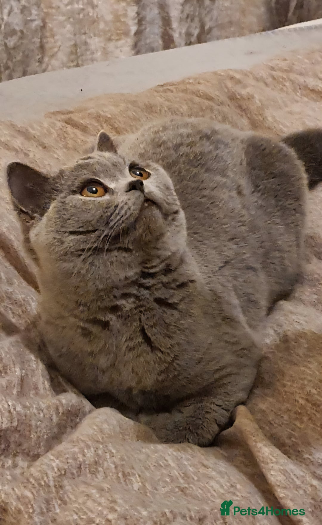 British Shorthair cats for sale: Gorgeous blue girl - rare opportunity - Image 1