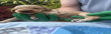 Cockapoo 5 