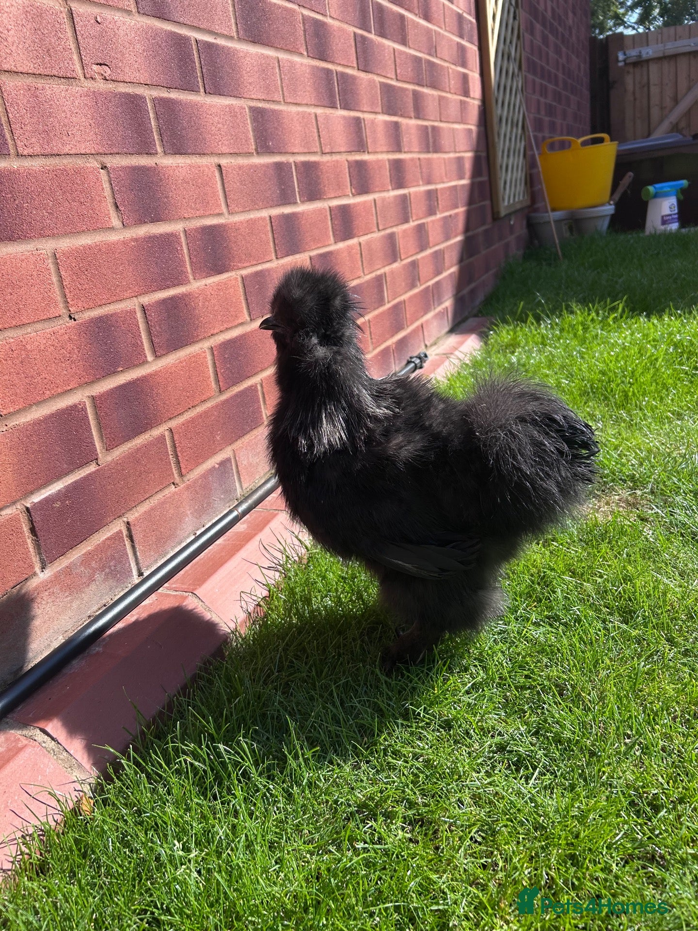 Chickens poultry Bantam silkie - Advert 1