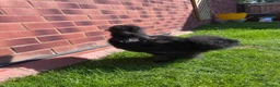 Chickens poultry for sale: Bantam silkie in Kidderminster - Advert 1