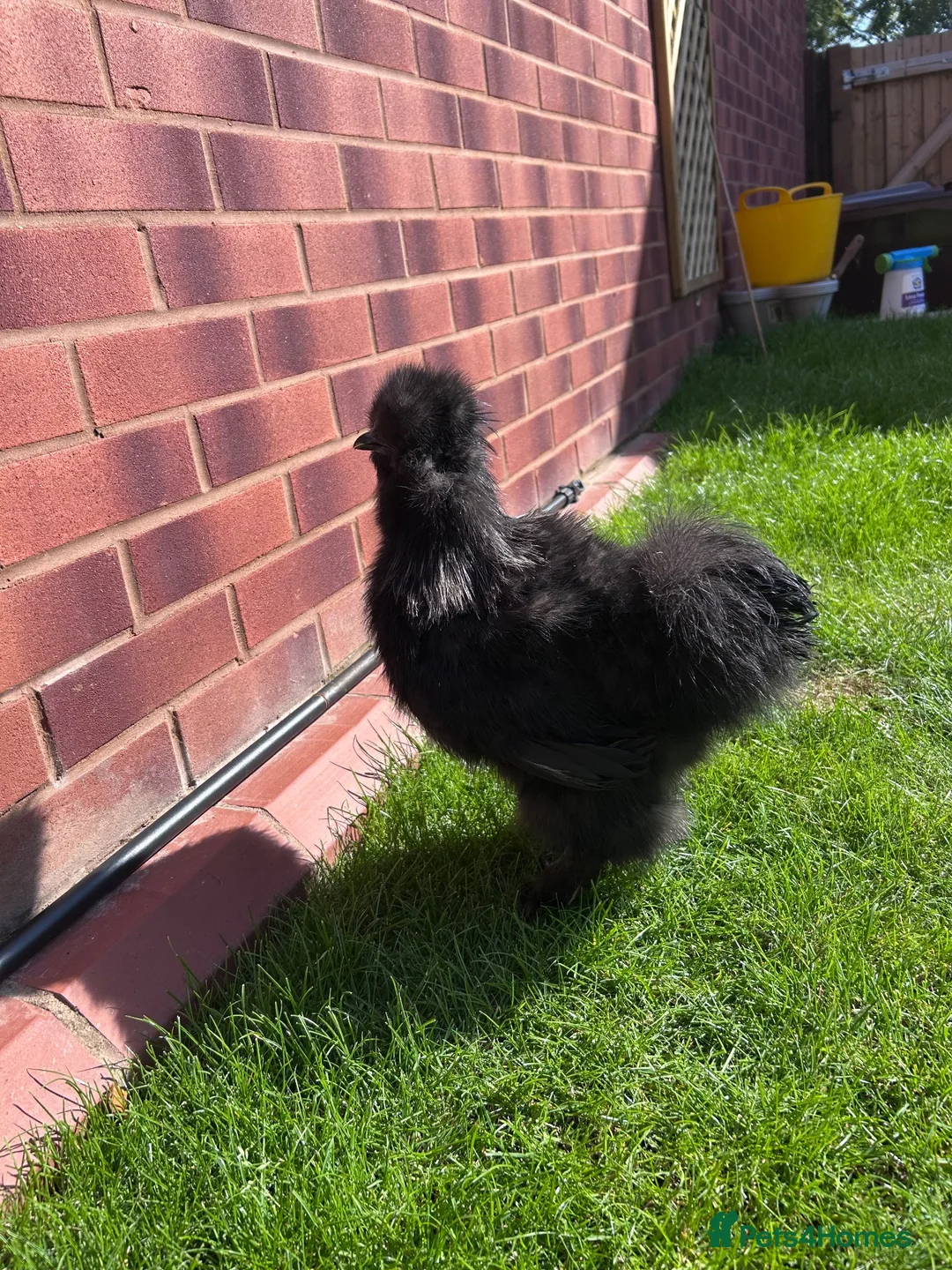 Chickens poultry for sale: Bantam silkie in Kidderminster - Advert 1
