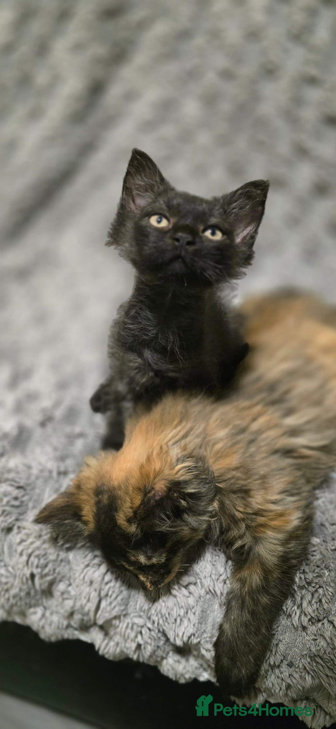 LaPerm cats for sale: 2 male Laperm mix kittens, curly haired - Advert 24