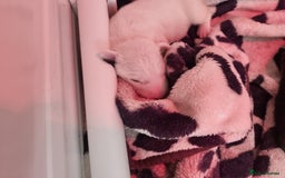 Bull Terrier dogs for sale: Bullterrier pups  - Image 16