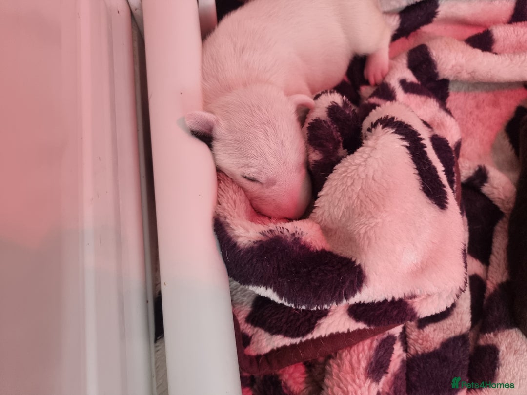 Bull Terrier dogs for sale: Bullterrier pups  - Image 16