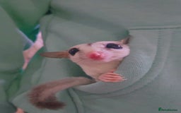 Sugar Glider rodents for sale: Female joey platinum mosiac - Image 2