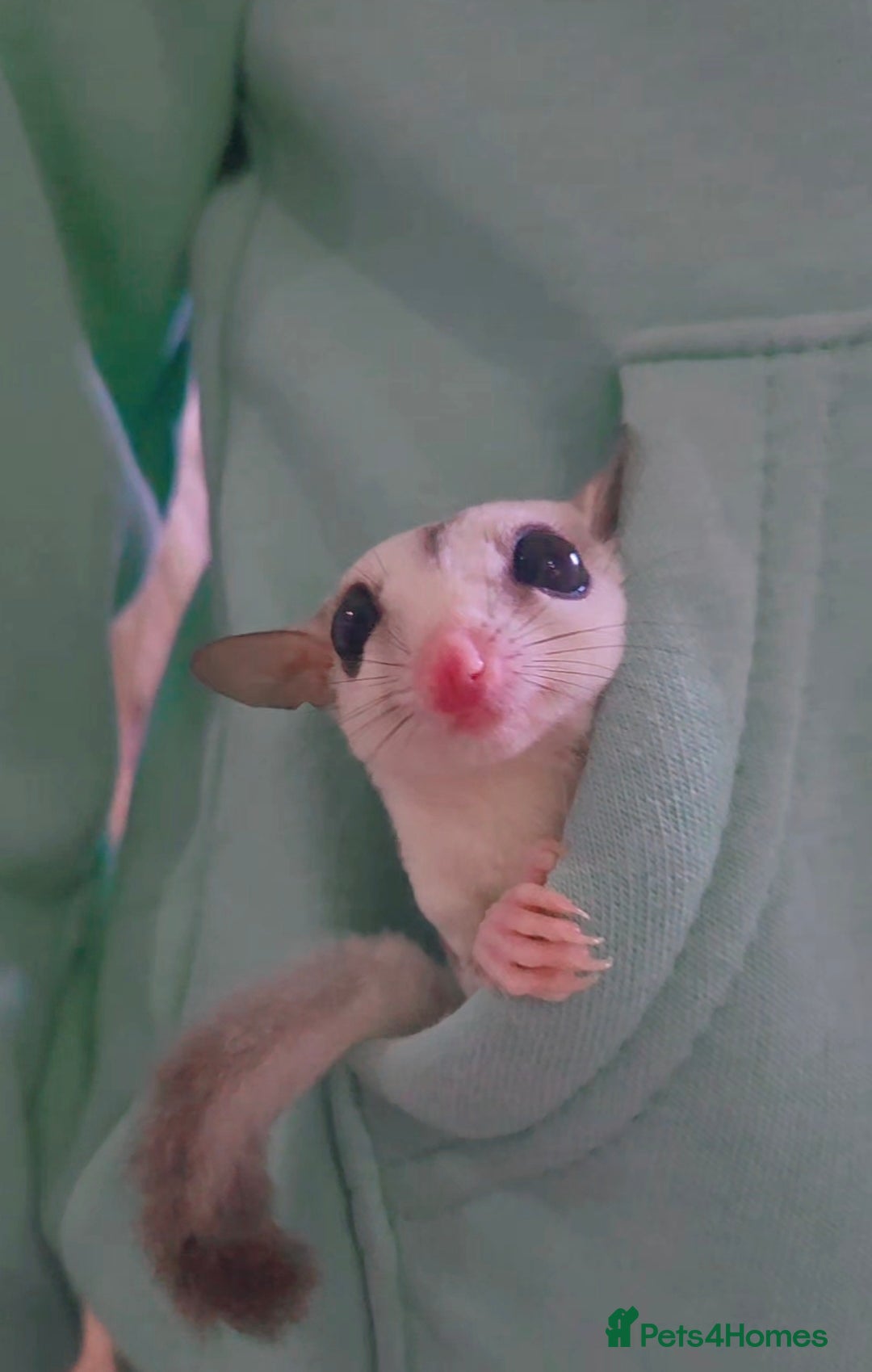 Sugar Glider rodents for sale: Female joey platinum mosiac - Image 2