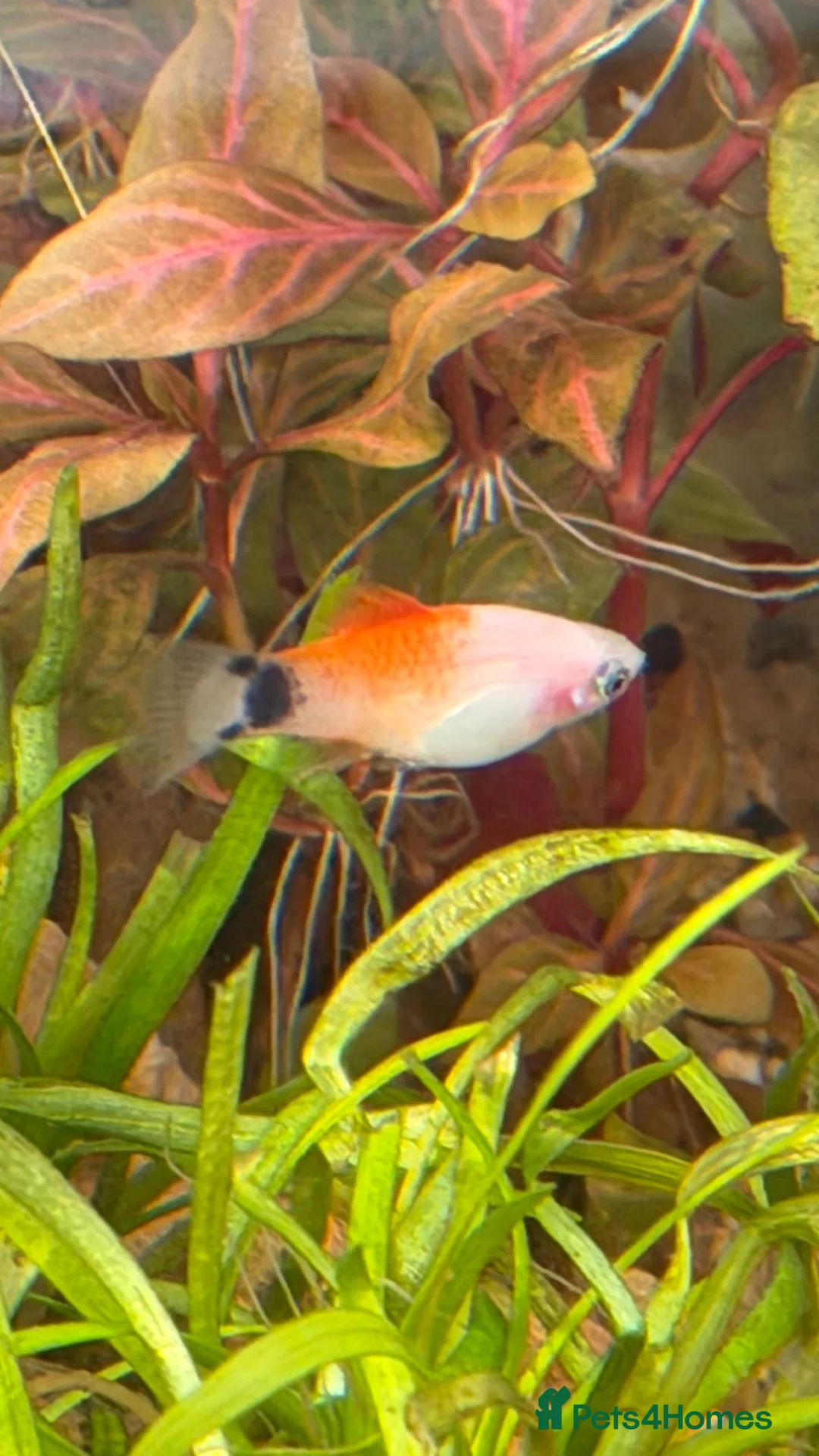Platies fish for sale: Platy Adolescents  - Advert 8