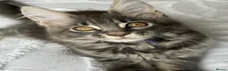 Maine Coon cats for sale: 🐾 Beautiful Maine Coon Kittens Forever Homes🐾 - Advert 9