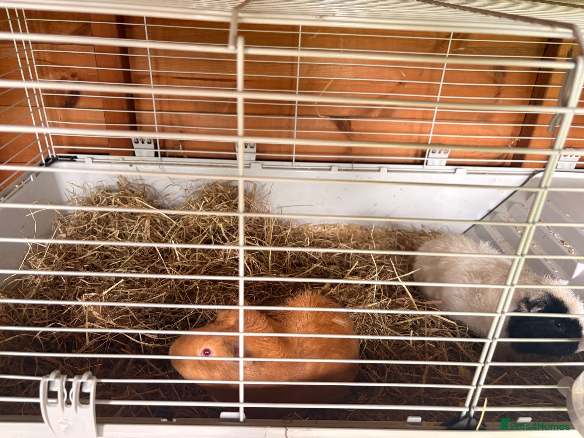 Guinea Pig rodents 2 female guinea pigs - Advert 1
