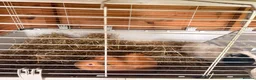 Guinea Pig rodents for sale: 2 female guinea pigs in Mexborough - Advert 1
