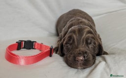 Sprocker dogs for sale: 🐶✨ F2 Sprocker Puppies – Growing Beautifully! ✨🐶 - Image 9