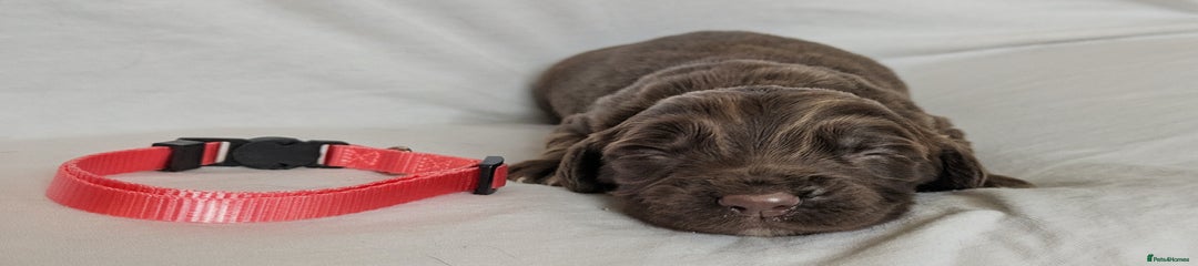 Sprocker Puppy 2
