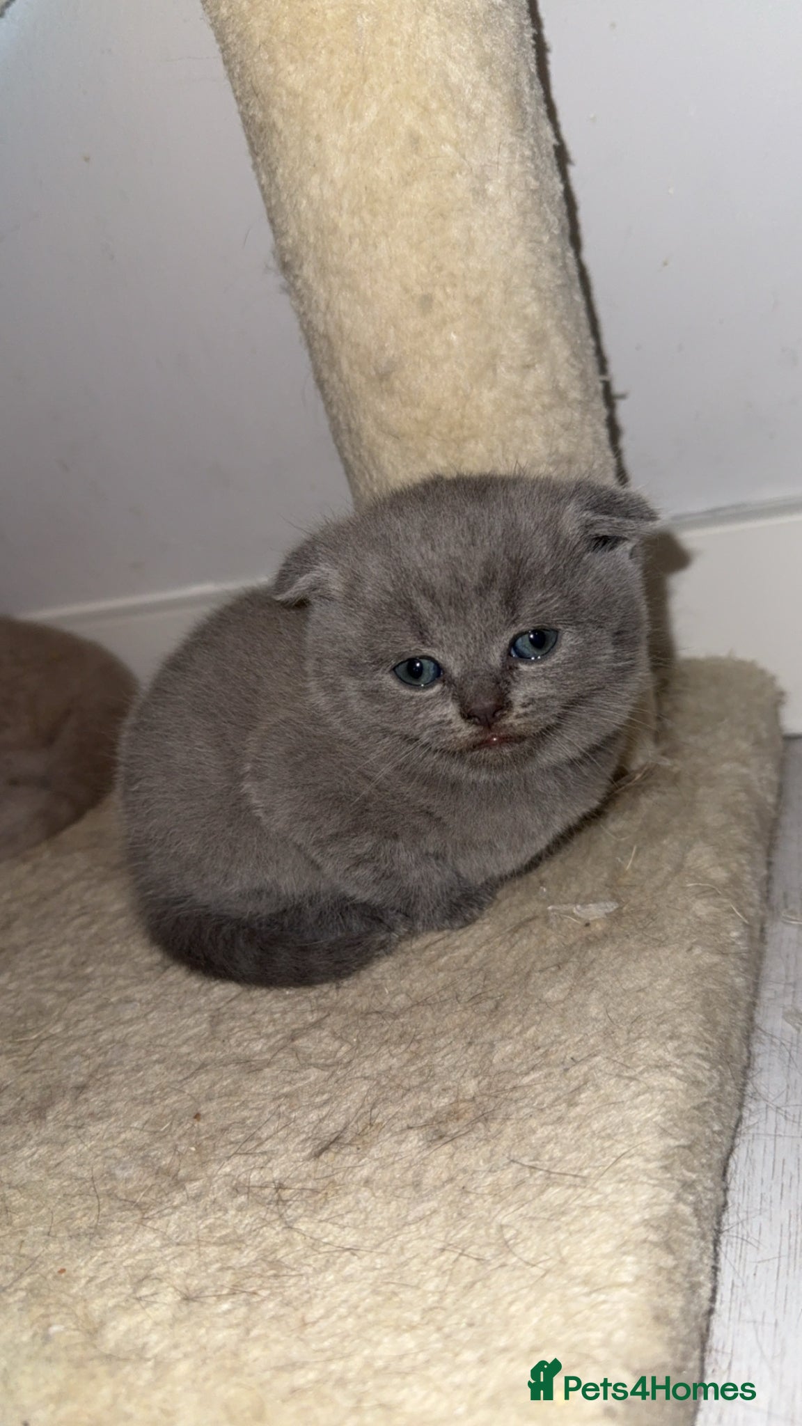 Scottish Fold cats Beautiful scottishfold/Scottish straight kittens🥰 - Advert 2