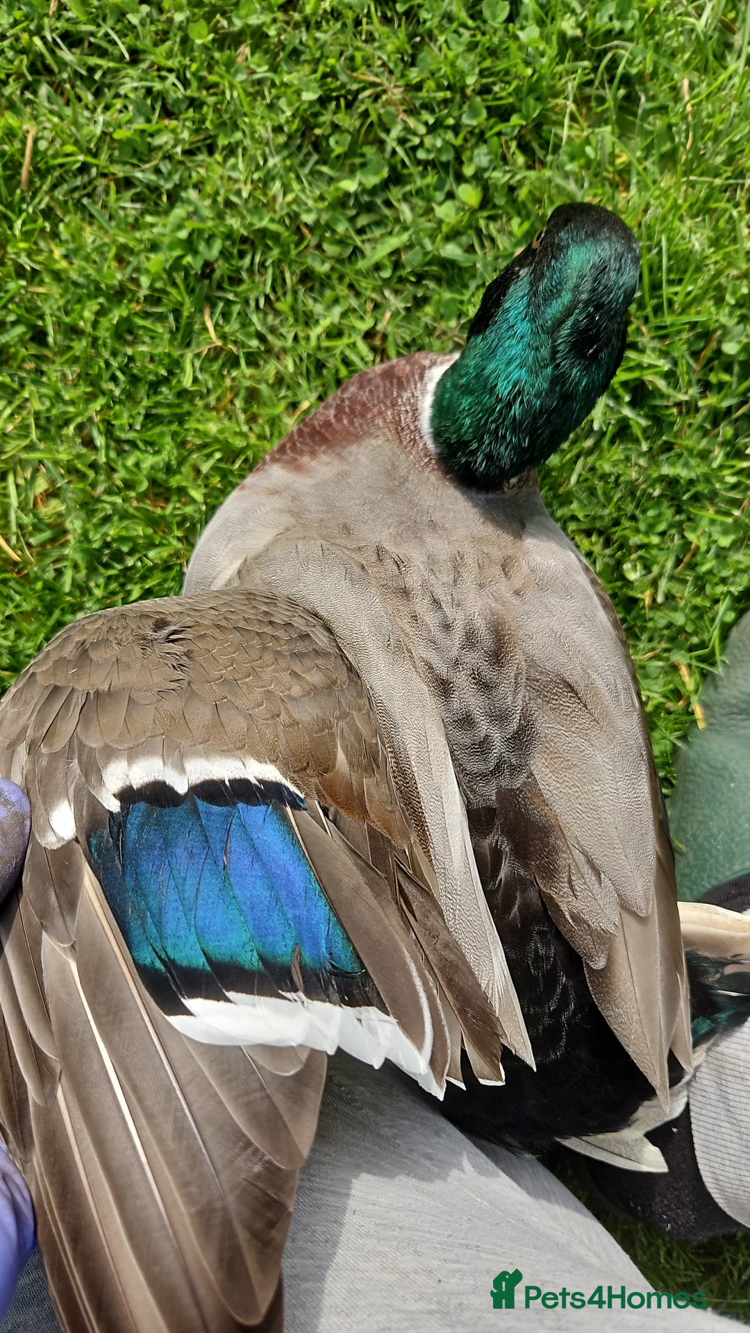 Ducks poultry for sale: Two call drakes (male call ducks) - Image 2