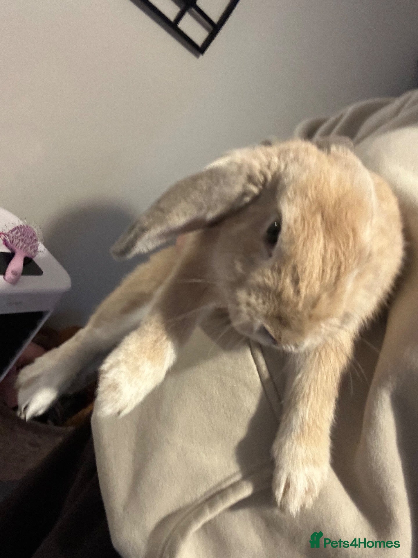 French Lop rabbits Male rabbit  - Advert 1