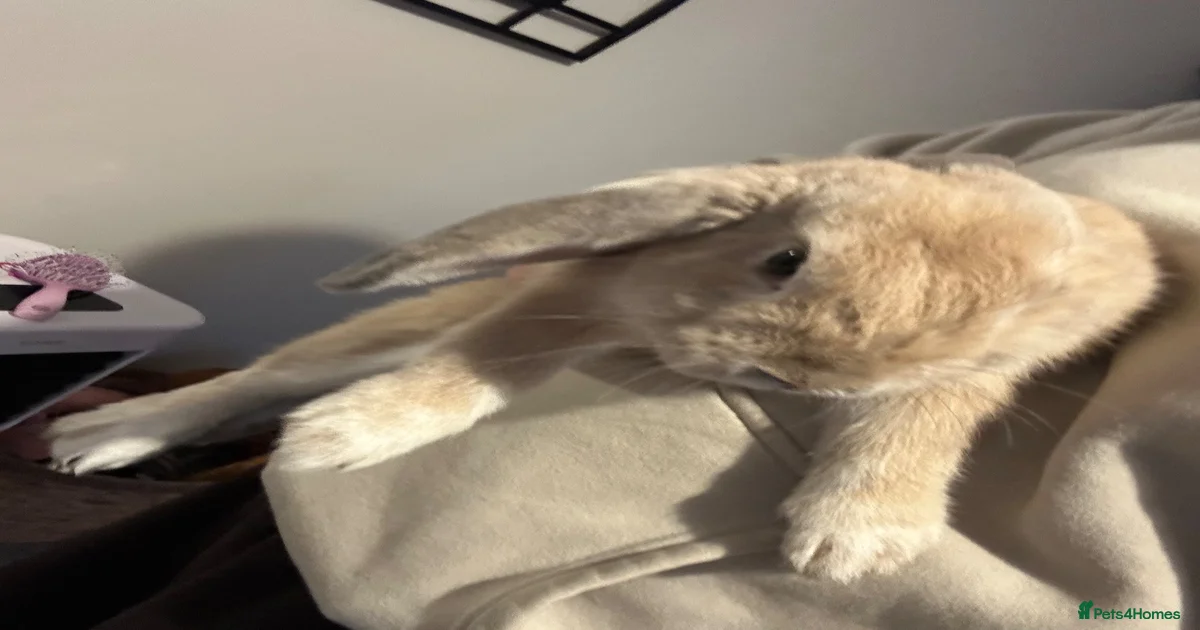 French Lop Rabbits for Sale for sale | Pets4Homes
