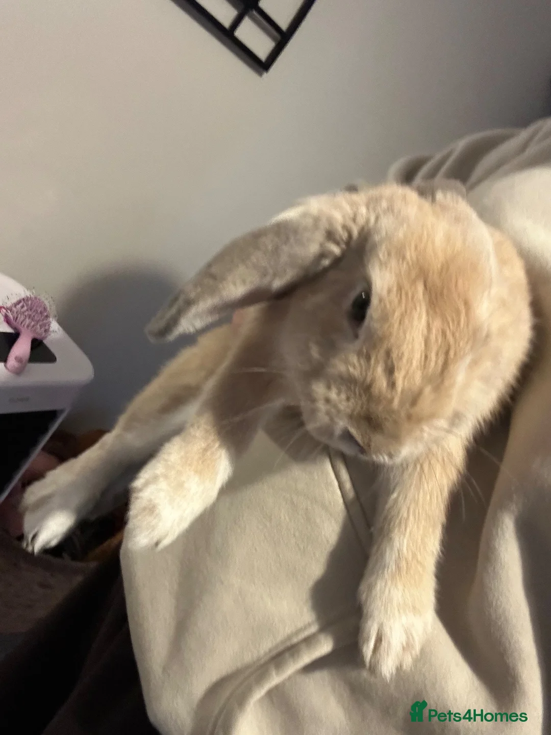 French Lop rabbits for sale: Male rabbit  - Advert 1