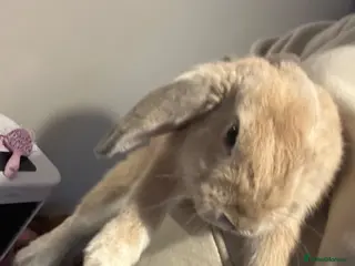 French Lop rabbits Male rabbit - Advert 1