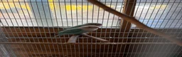 Lovebirds birds for sale: Proven pair of love birds  - Advert 7