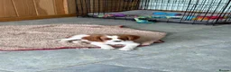 Cavalier King Charles Spaniel dogs for sale: K C Reg Fully Vaccinated  - Advert 8
