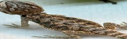 Bearded Dragon reptiles for sale: Baby Bearded dragons £50 each - Advert 20