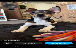 Jack Russell dogs for sale:  Active home or working environment needed - Advert 4