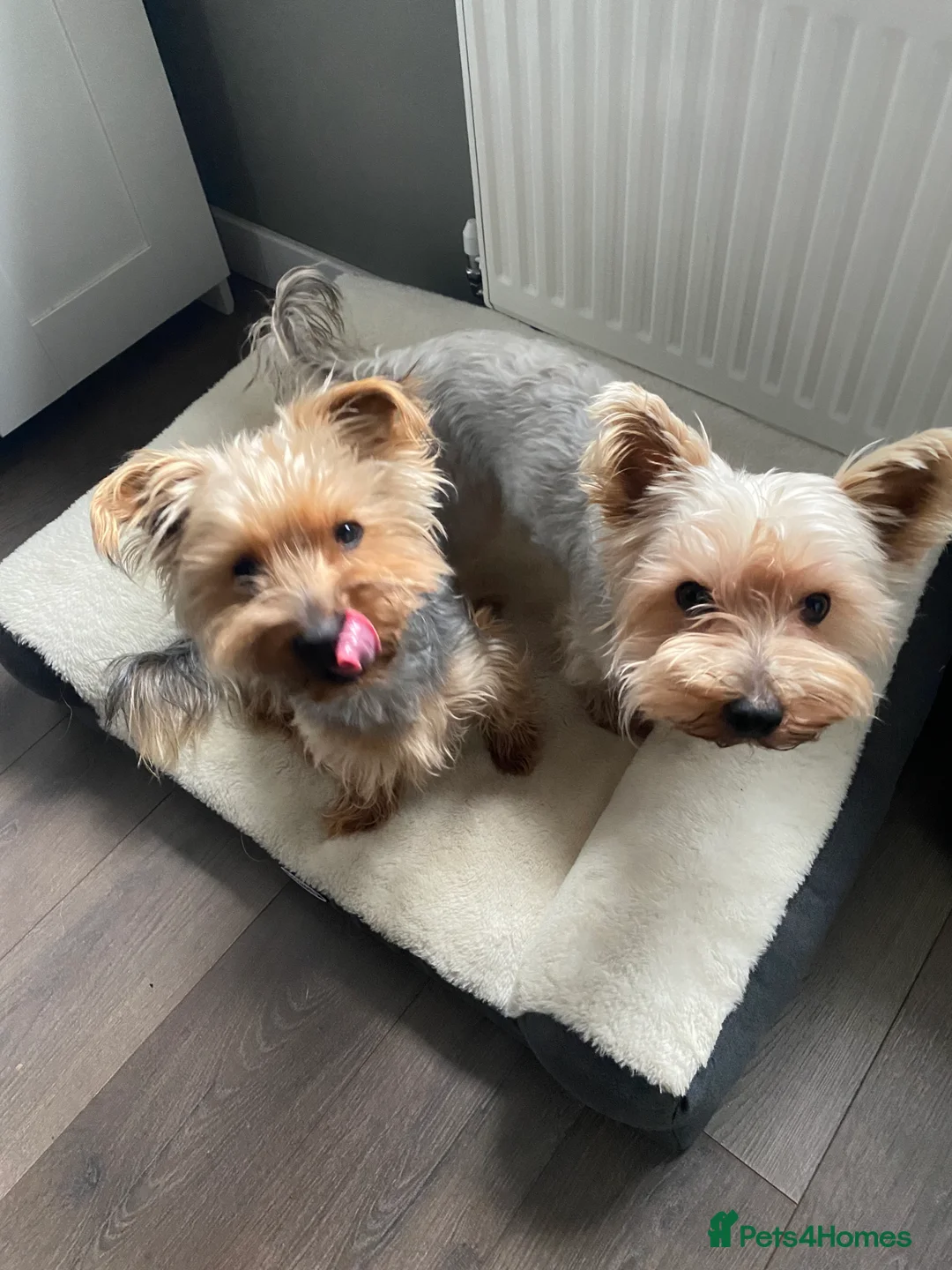 Yorkshire Terrier dogs for sale:  Looking for a Loving Home YorkshireTerriers  - Advert 6