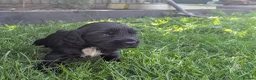 Cocker Spaniel dogs for sale: Working cocker spaniel pups 1 black girl - Advert 4