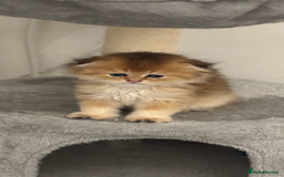 Scottish Fold cats for sale: purebred kittens Gold Scottish Fold Chinchilla - Image 5