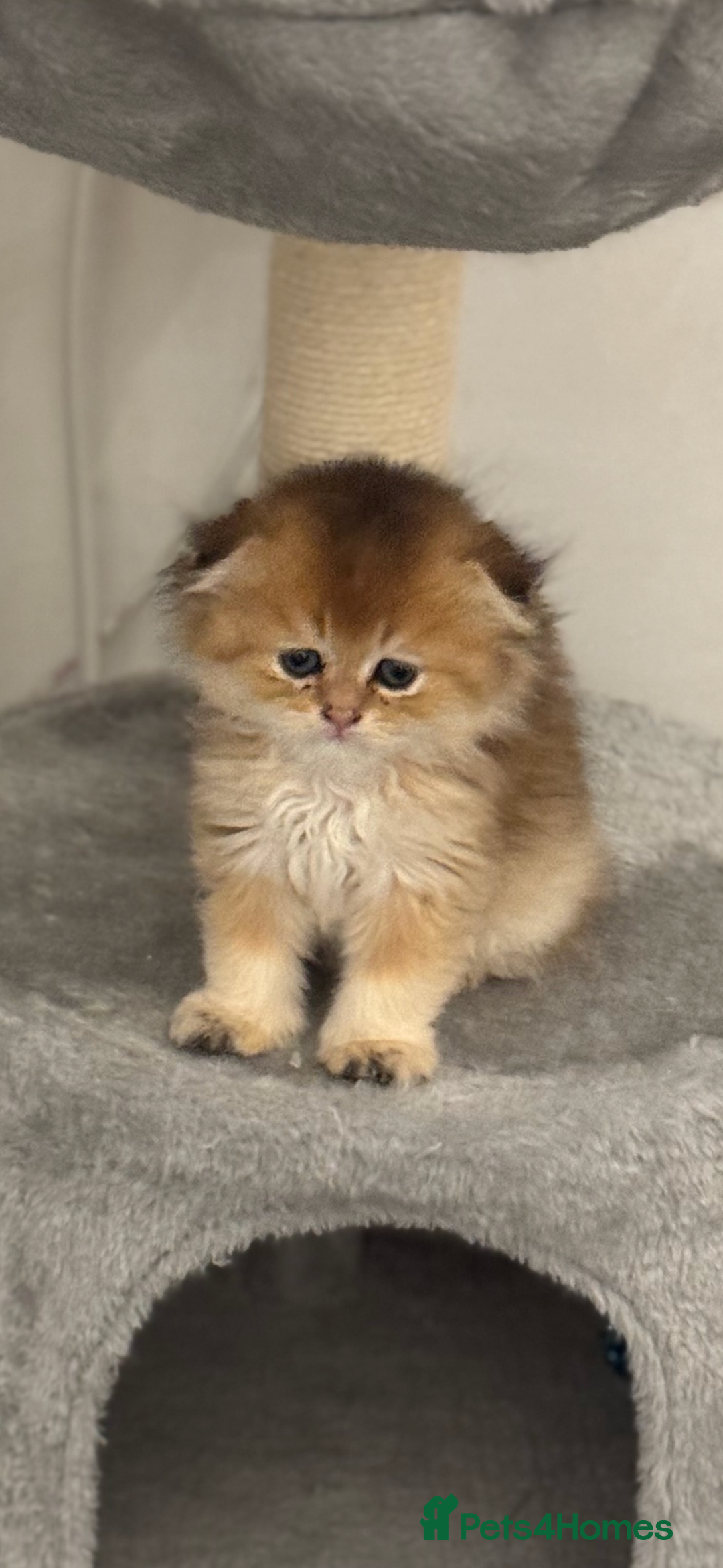 Scottish Fold cats for sale: purebred kittens Gold Scottish Fold Chinchilla - Image 5