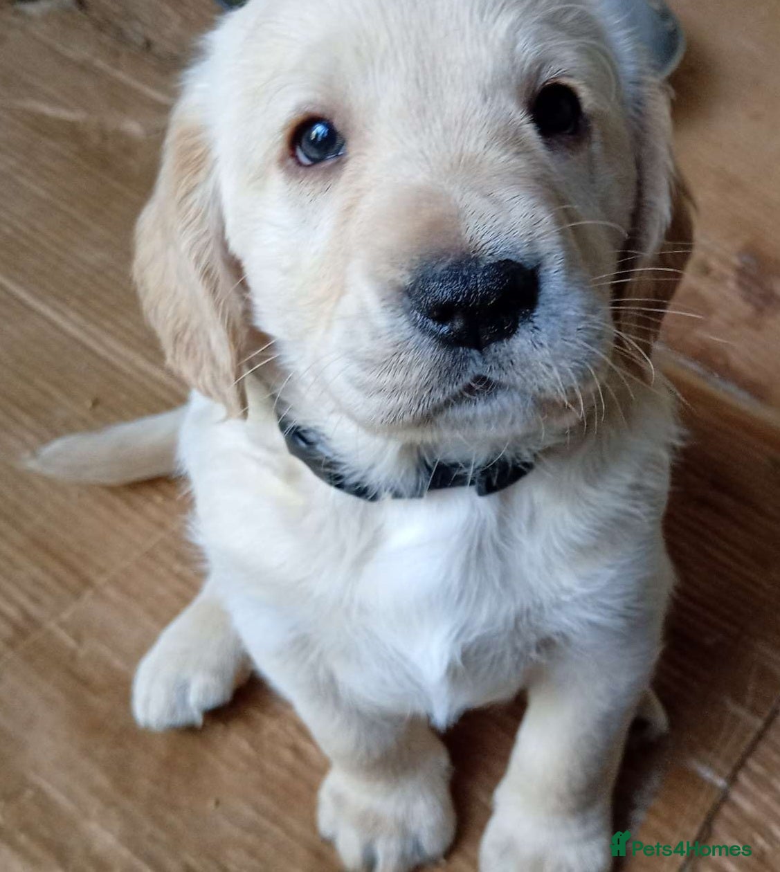 Mixed Breed dogs Crazy cute Cockapoo x Golden Retriever x puppies  - Advert 9