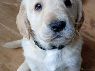 Mixed Breed dogs Crazy cute Cockapoo x Golden Retriever x puppies - Advert 9