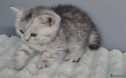 British Shorthair cats for sale: Beautiful gccf registered bsh kittens  - Image 17